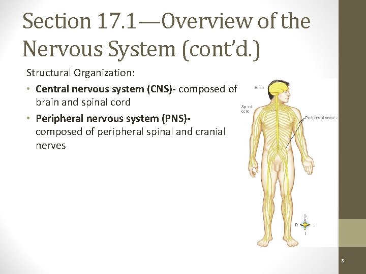 Section 17. 1—Overview of the Nervous System (cont’d. ) Structural Organization: • Central nervous