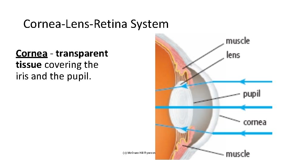 Cornea-Lens-Retina System Cornea - transparent tissue covering the iris and the pupil. (c) Mc.