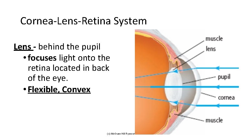 Cornea-Lens-Retina System Lens - behind the pupil • focuses light onto the retina located