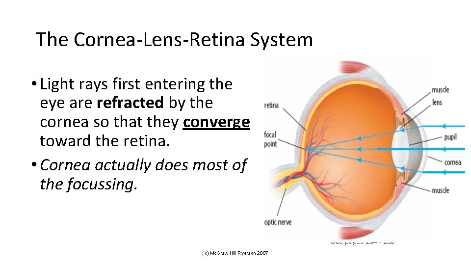 The Cornea-Lens-Retina System • Light rays first entering the eye are refracted by the