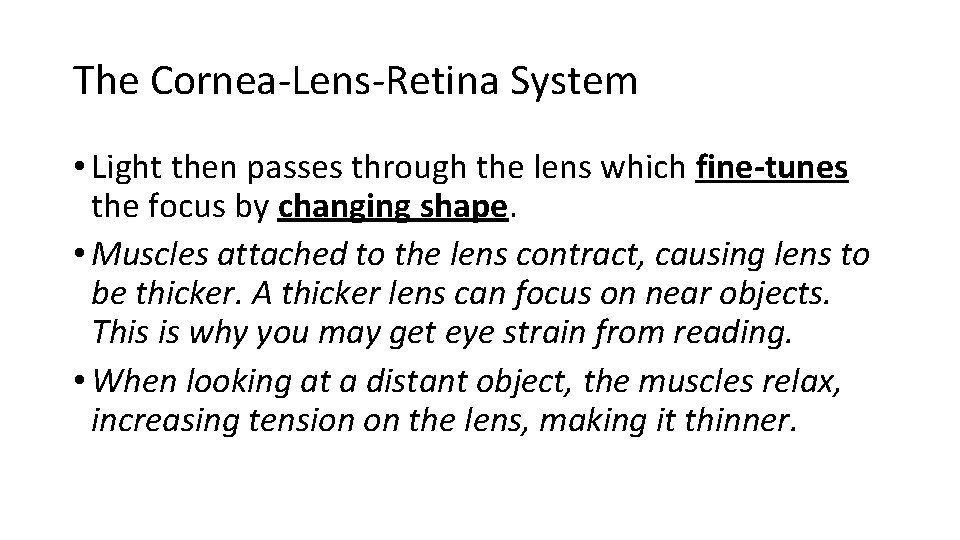 The Cornea-Lens-Retina System • Light then passes through the lens which fine-tunes the focus