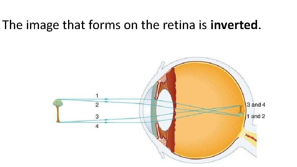 The image that forms on the retina is inverted. See pages 204 - 205