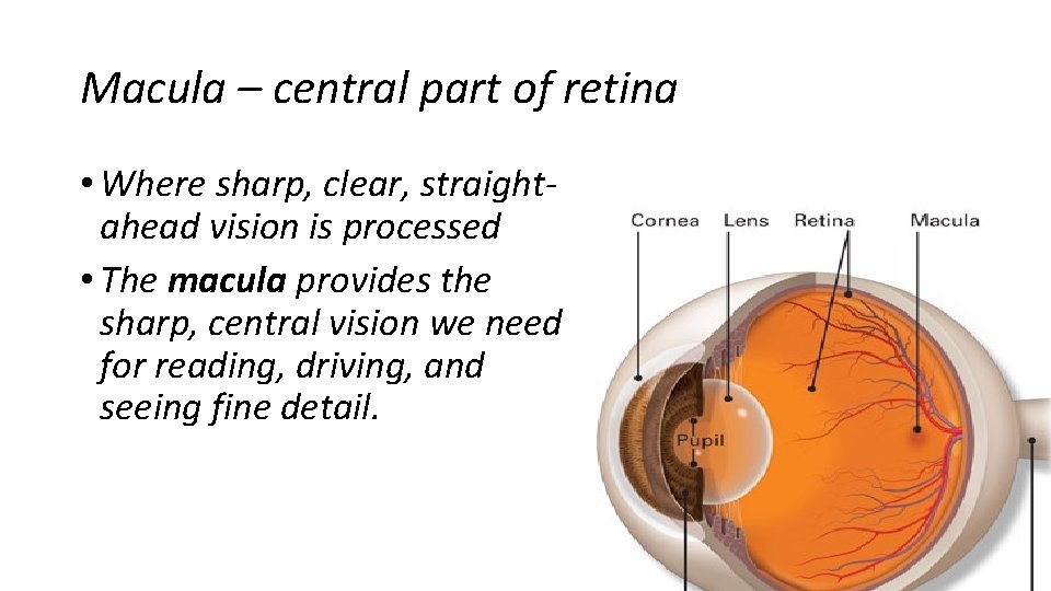 Macula – central part of retina • Where sharp, clear, straightahead vision is processed