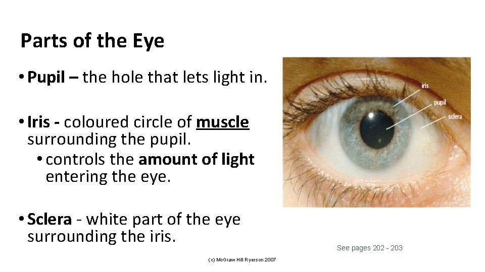 Parts of the Eye • Pupil – the hole that lets light in. •