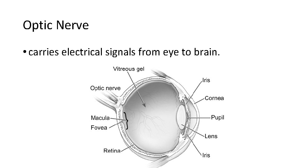 Optic Nerve • carries electrical signals from eye to brain. 