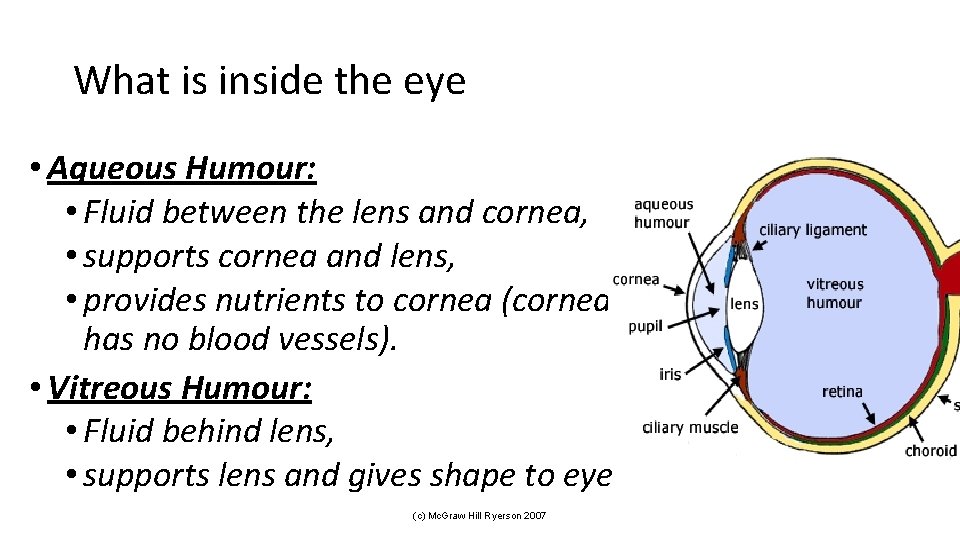 What is inside the eye • Aqueous Humour: • Fluid between the lens and