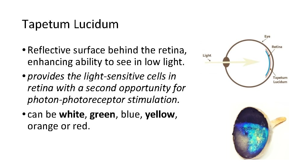 Tapetum Lucidum • Reflective surface behind the retina, enhancing ability to see in low