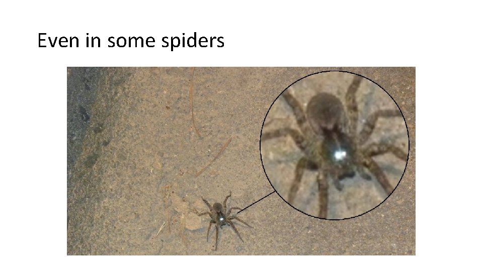 Even in some spiders 
