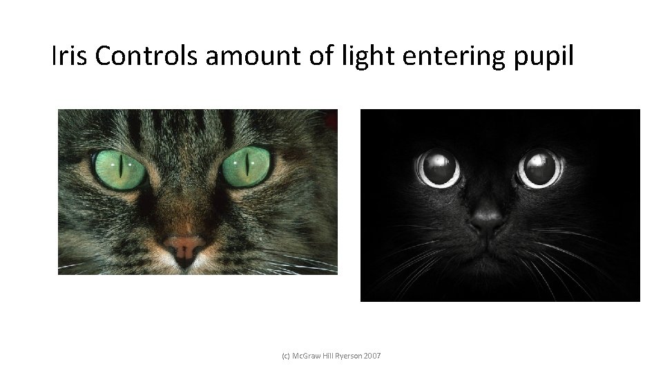 Iris Controls amount of light entering pupil (c) Mc. Graw Hill Ryerson 2007 