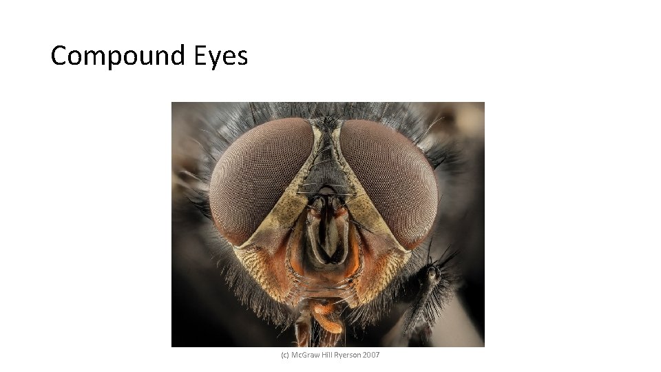 Compound Eyes (c) Mc. Graw Hill Ryerson 2007 