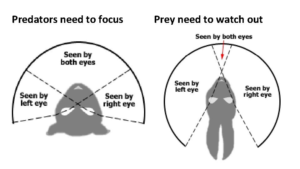 Predators need to focus Prey need to watch out 