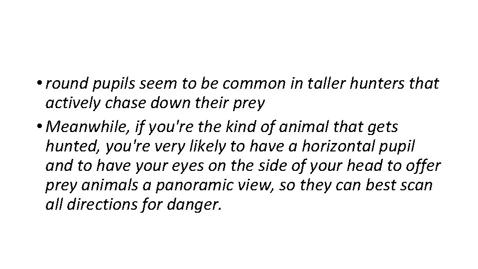  • round pupils seem to be common in taller hunters that actively chase