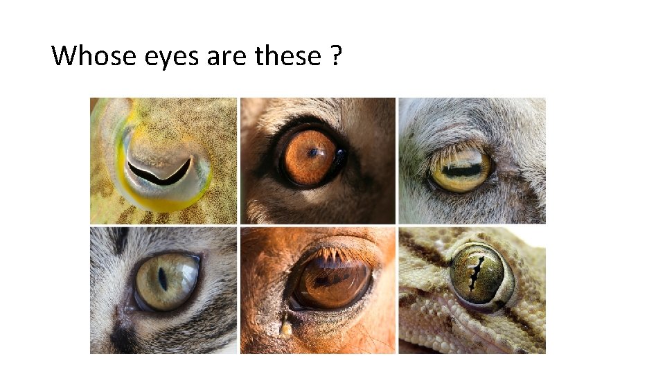 Whose eyes are these ? 