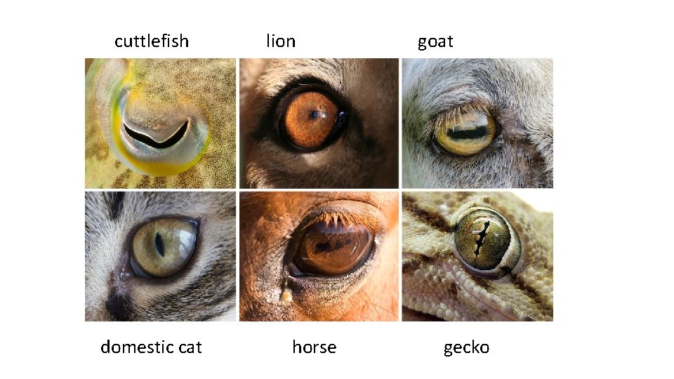 cuttlefish domestic cat lion horse goat gecko 