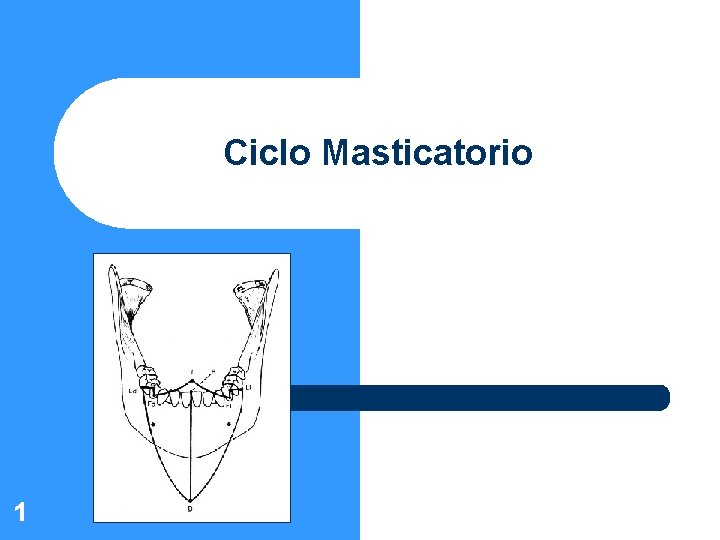 Ciclo Masticatorio 1 