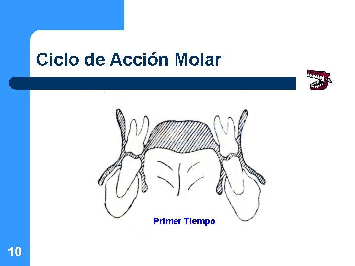 Ciclo de Acción Molar Primer Tiempo 10 