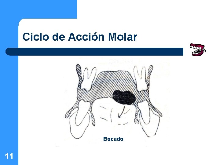 Ciclo de Acción Molar Bocado 11 