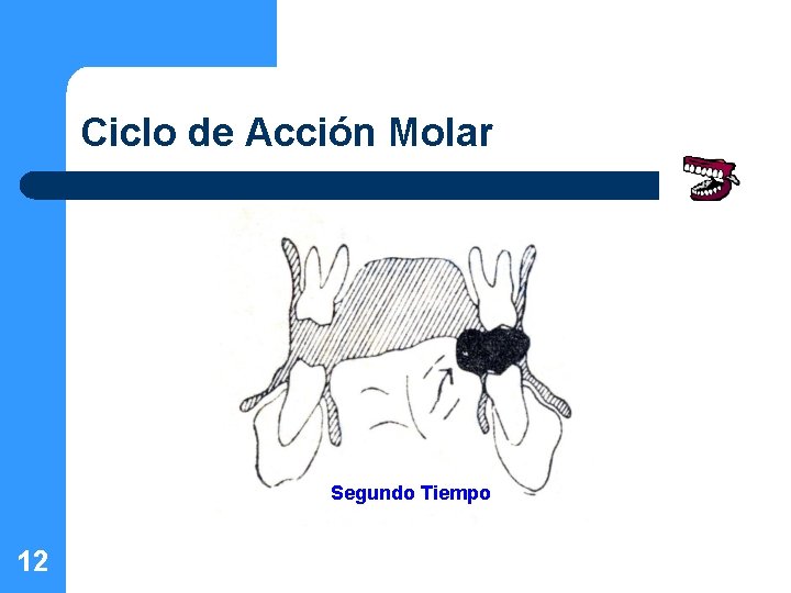 Ciclo de Acción Molar Segundo Tiempo 12 