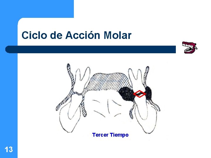 Ciclo de Acción Molar Tercer Tiempo 13 