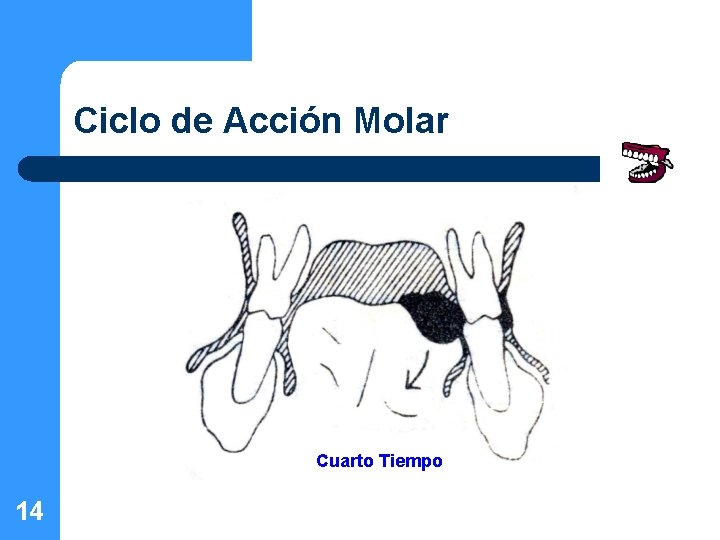 Ciclo de Acción Molar Cuarto Tiempo 14 