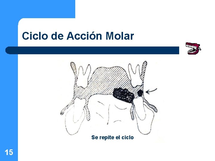 Ciclo de Acción Molar Se repite el ciclo 15 