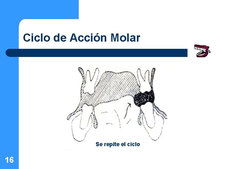 Ciclo de Acción Molar Se repite el ciclo 16 