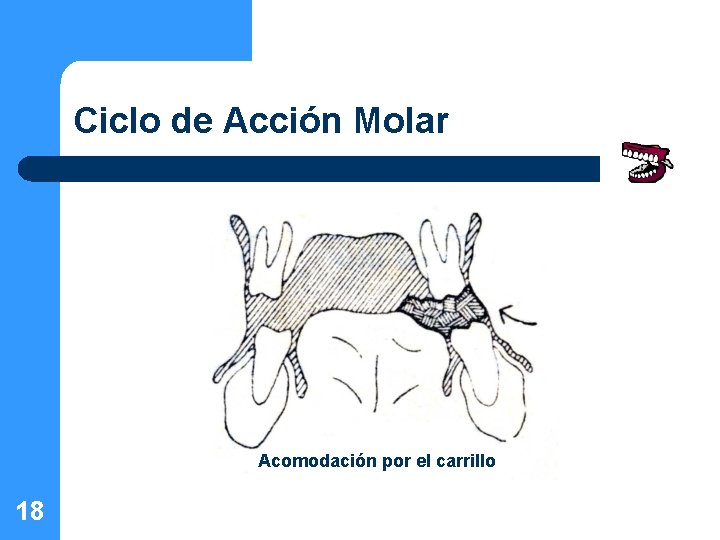 Ciclo de Acción Molar Acomodación por el carrillo 18 