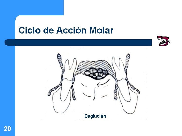 Ciclo de Acción Molar Deglución 20 