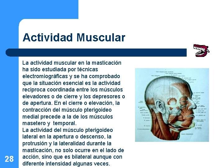 Actividad Muscular 28 La actividad muscular en la masticación ha sido estudiada por técnicas