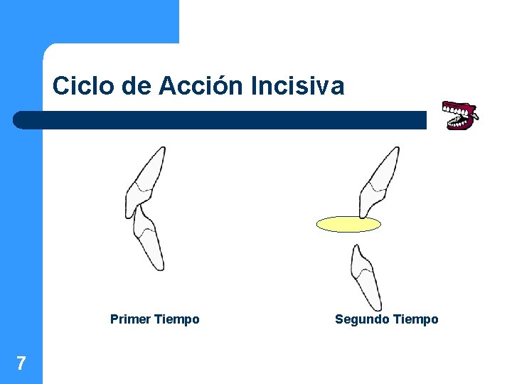 Ciclo de Acción Incisiva Primer Tiempo 7 Segundo Tiempo 