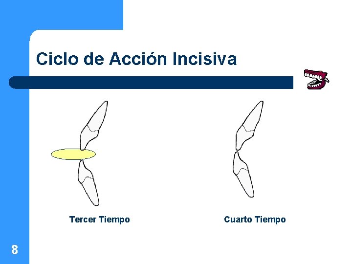 Ciclo de Acción Incisiva Tercer Tiempo 8 Cuarto Tiempo 