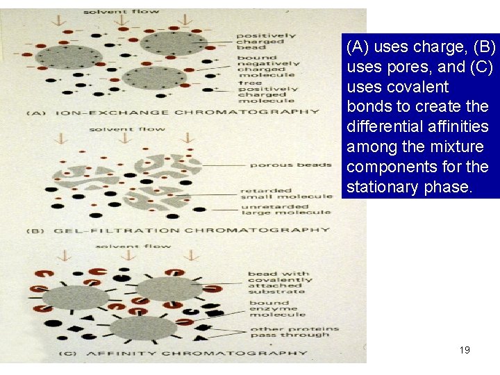 (A) uses charge, (B) uses pores, and (C) uses covalent bonds to create the (A) uses charge, (B) uses pores, and (C) uses covalent bonds to create the