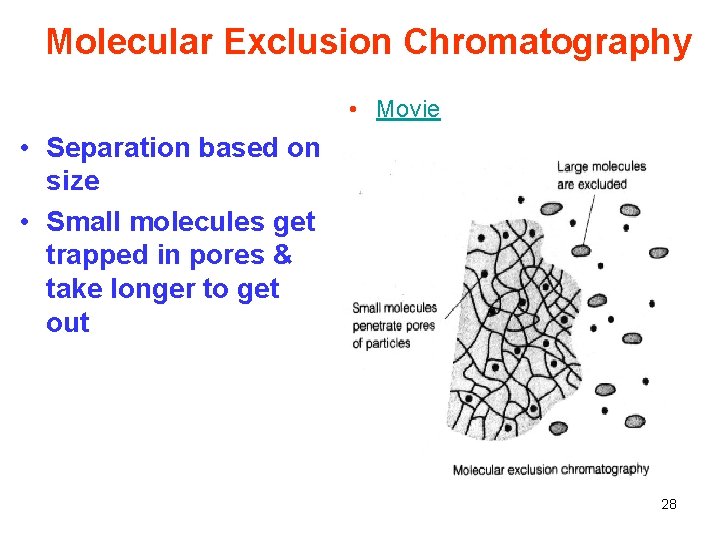 Molecular Exclusion Chromatography • Movie • Separation based on size • Small molecules get