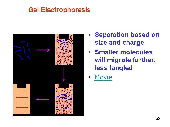 Gel Electrophoresis • Separation based on size and charge • Smaller molecules will migrate