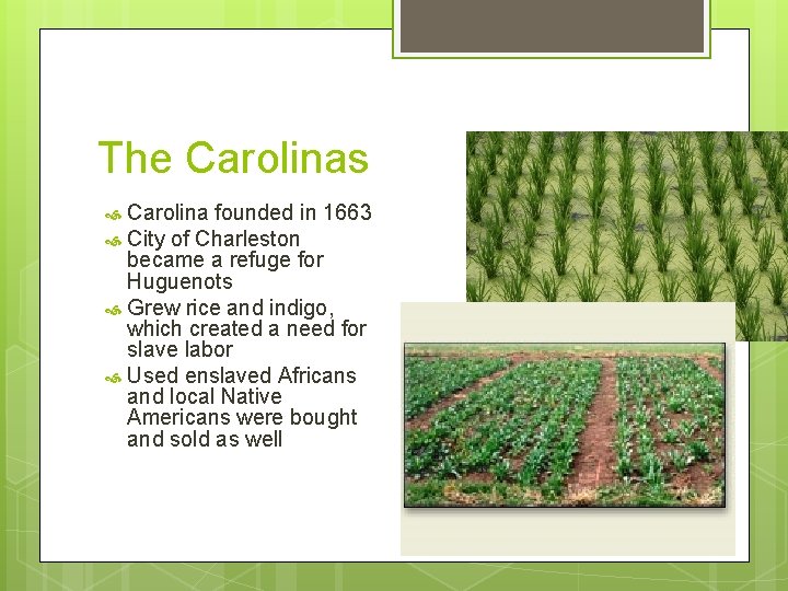 The Carolinas Carolina founded in 1663 City of Charleston became a refuge for Huguenots