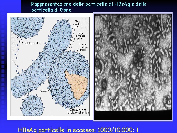 Rappresentazione delle particelle di HBs. Ag e della particella di Dane HBs. Ag particelle