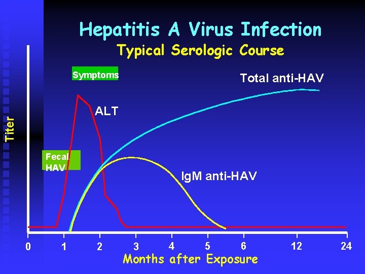 Hepatitis A Virus Infection Typical Serologic Course Symptoms Total anti-HAV Titer ALT Fecal HAV