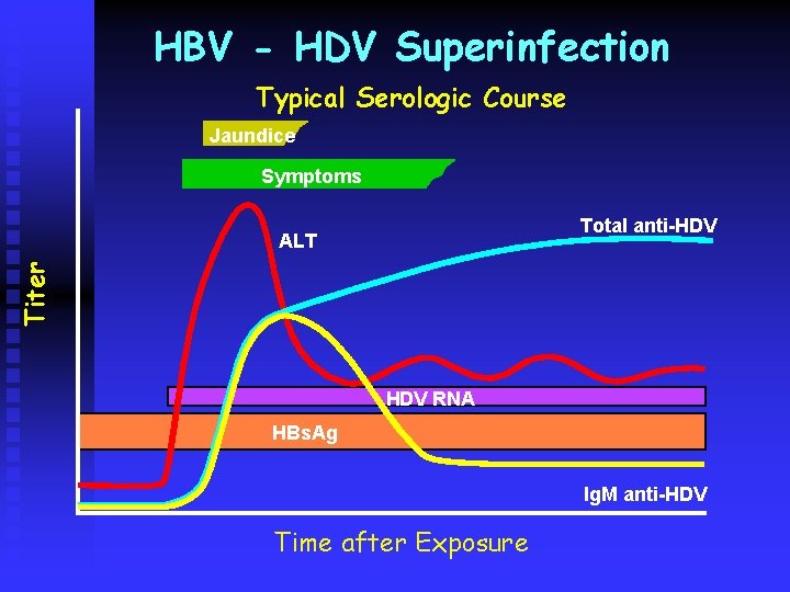 HBV - HDV Superinfection Typical Serologic Course Jaundice Symptoms Total anti-HDV Titer ALT HDV