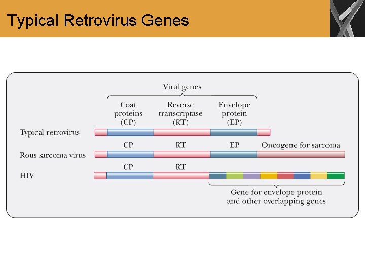 Typical Retrovirus Genes 
