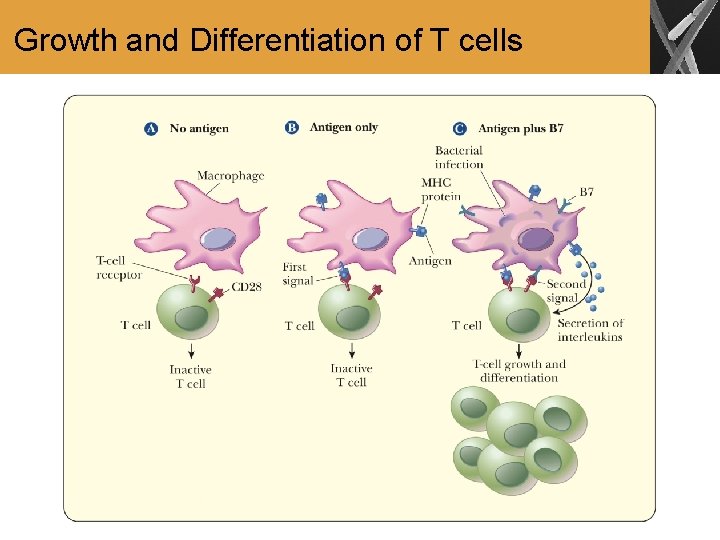 Growth and Differentiation of T cells 