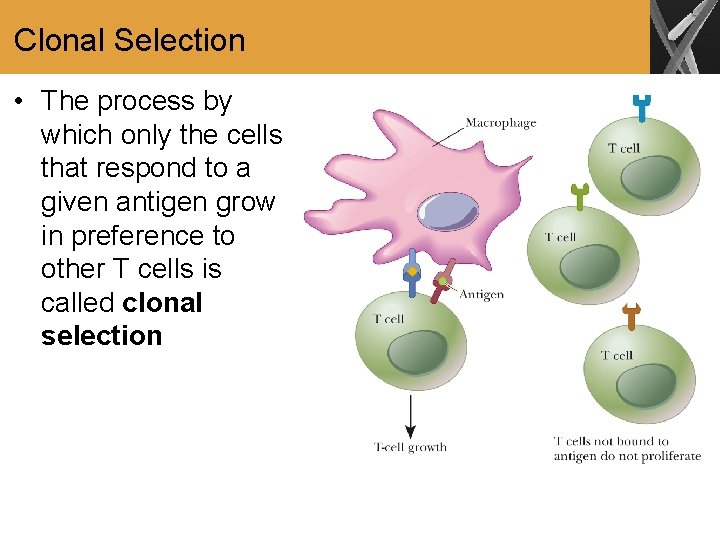 Clonal Selection • The process by which only the cells that respond to a