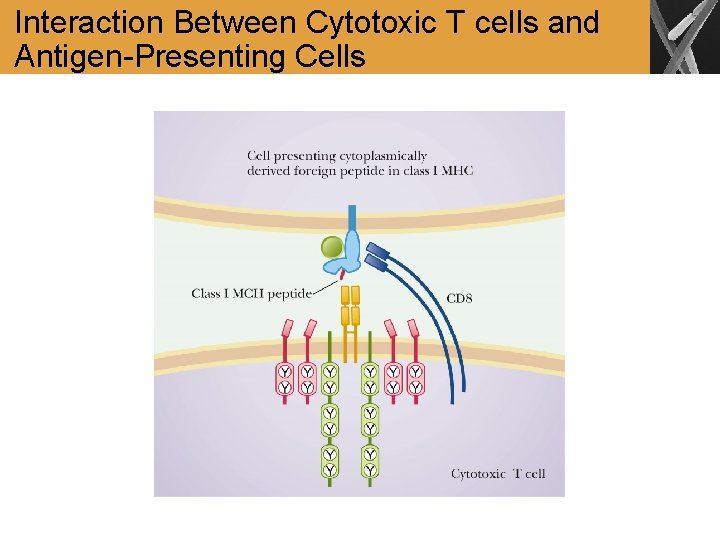 Interaction Between Cytotoxic T cells and Antigen-Presenting Cells 