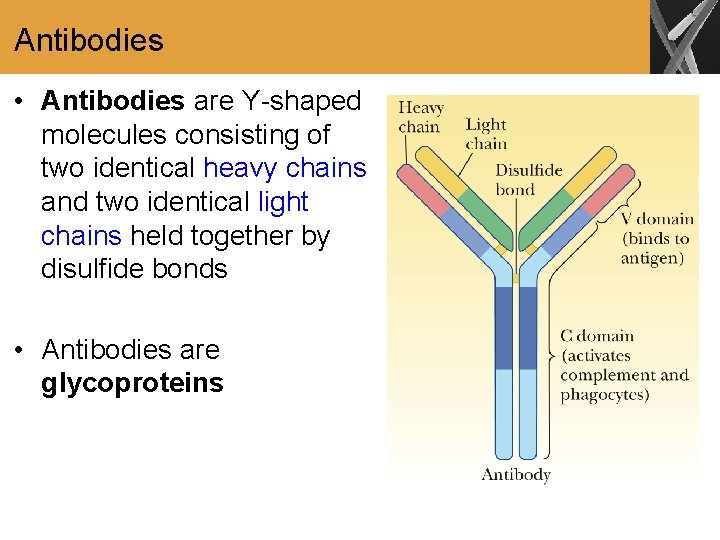 Antibodies • Antibodies are Y-shaped molecules consisting of two identical heavy chains and two