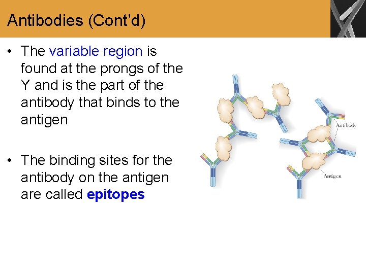 Antibodies (Cont’d) • The variable region is found at the prongs of the Y