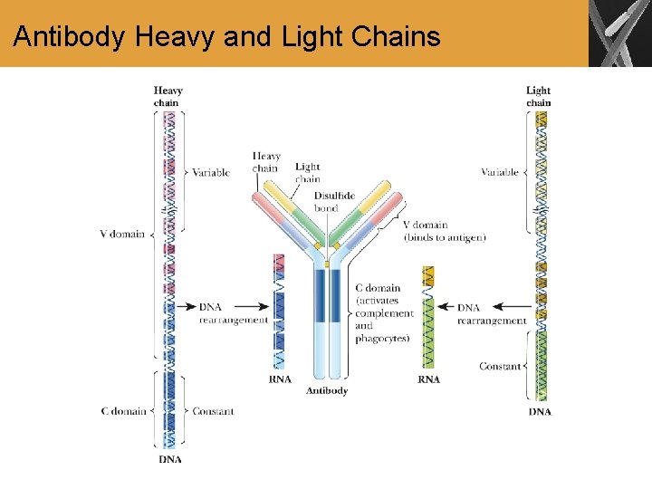 Antibody Heavy and Light Chains 