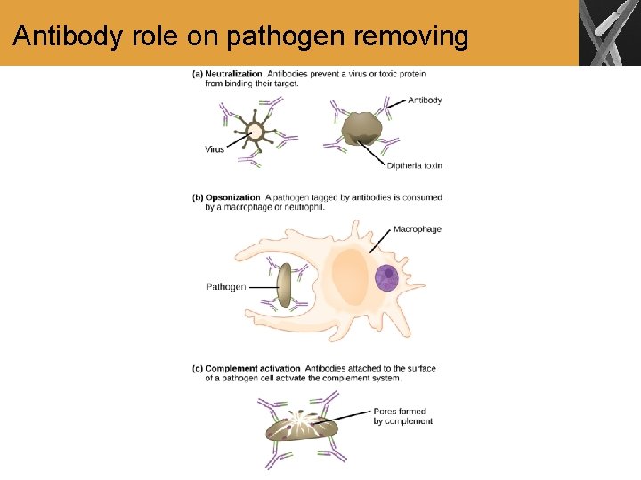 Antibody role on pathogen removing 