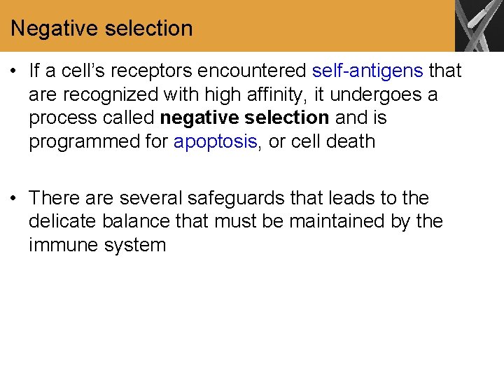 Negative selection • If a cell’s receptors encountered self-antigens that are recognized with high