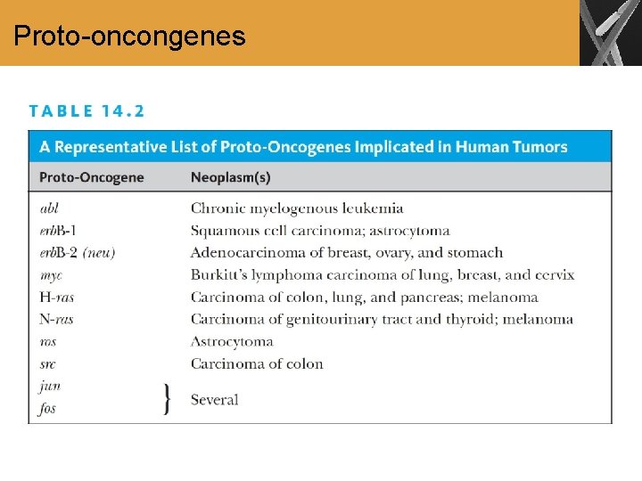 Proto-oncongenes 