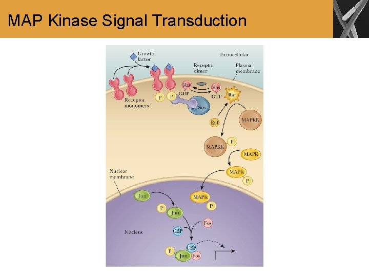 MAP Kinase Signal Transduction 