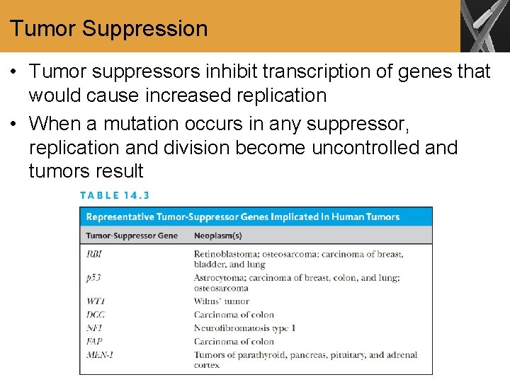 Tumor Suppression • Tumor suppressors inhibit transcription of genes that would cause increased replication